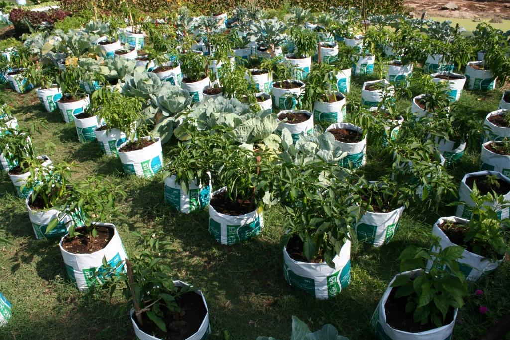 Arteries,Venkitapuram Coimbatore Plants and Nurseries in Coimbatore